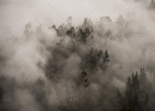 Morning fog in a forest above Tarma, Junin, Peru, South America