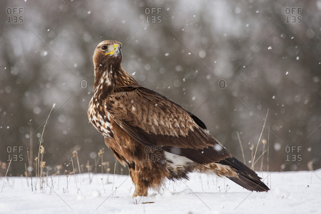 Golden Eagle, Aquila chrysaetos, perched in the snow on a forest floor under a snowfall