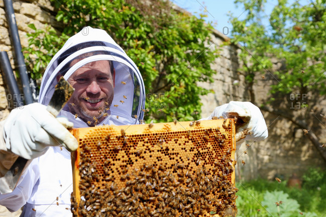 Male beekeeper inspecting honeycomb frame in walled garden