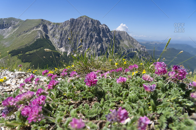 Italy- Wildflowers blooming in Sibillini Mountains with Mount Bove in background