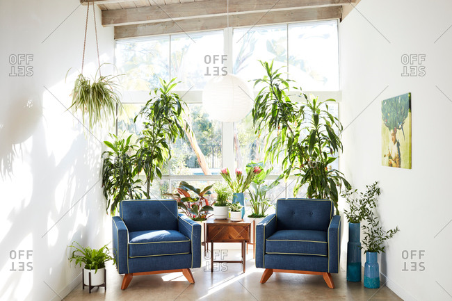 June 1, 2020: Two blue chairs surrounded by plants beside a wall of windows