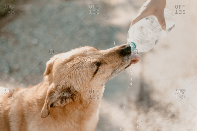 High angle view of dog drinking from water bottle.