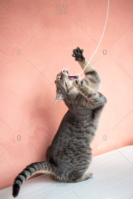 Close up of grey tabby cat playing with a piece of string.