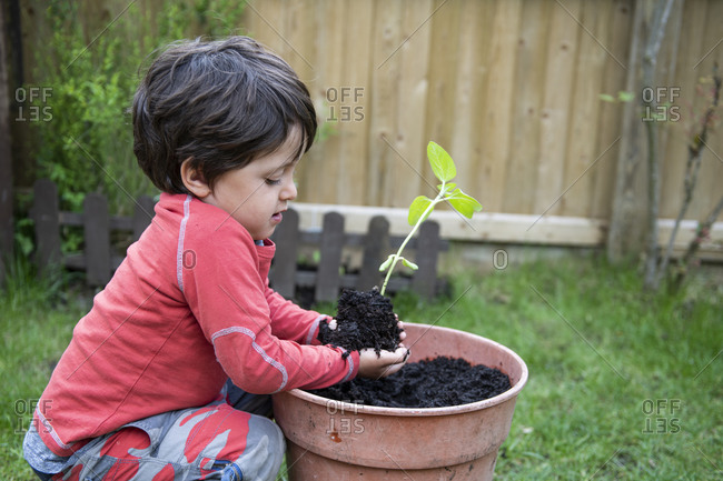 A young boy in a garden planting a sunflower seedling in a plant pot.