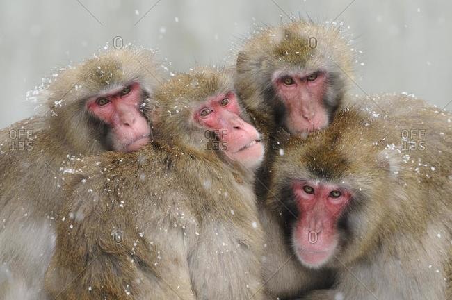 Japanese macaques (Macaca fuscata) - Offset