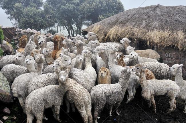 Llama herd in Pampa Blanca village, Munizip Charazani, Departamento La Paz, Bolivia, South America