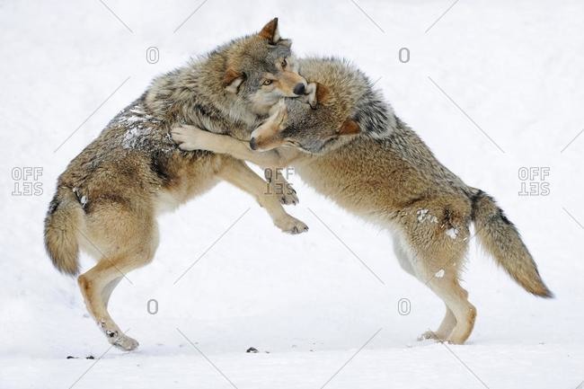 Fighting, playing wolves, cub, Mackenzie Wolf, Alaskan Tundra Wolf or Canadian Timber Wolf (Canis lupus lycaon) in the snow