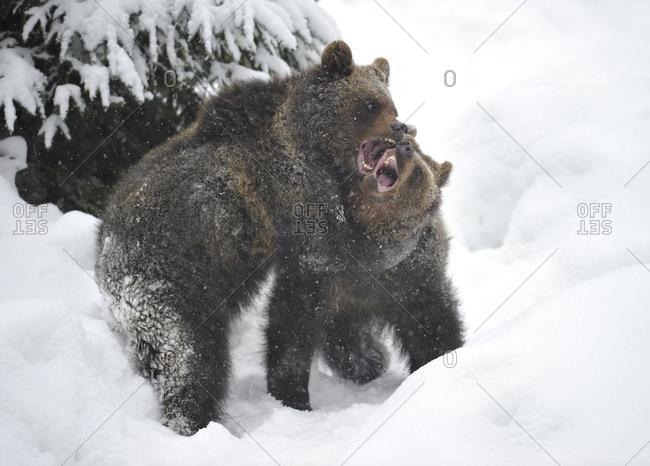European Brown Bear (Ursus arctos) cubs wrestling and playing in the snow