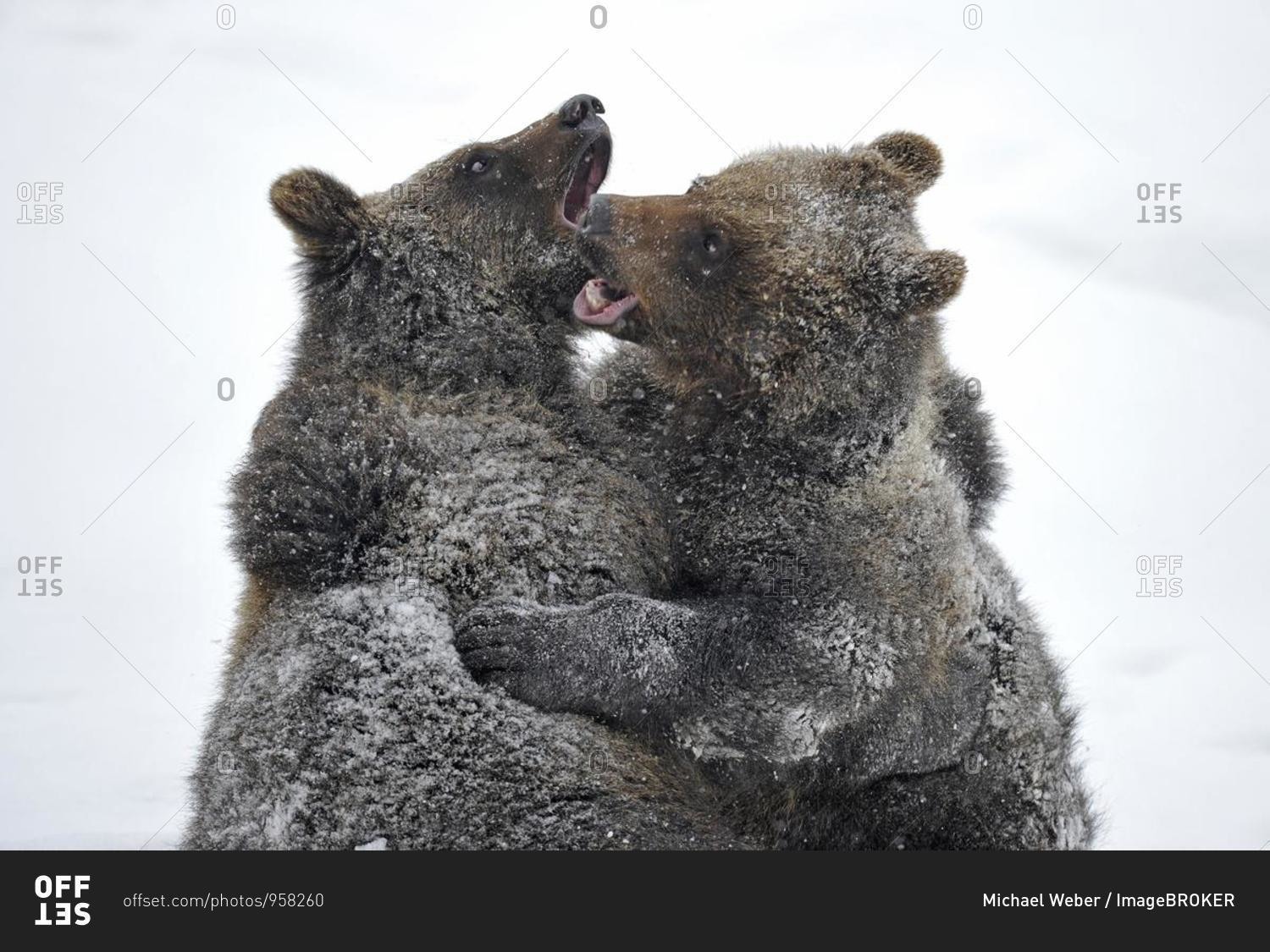 European Brown Bear (Ursus arctos) cubs wrestling in the snow, Bavarian Forest National Park, Germany, Europe