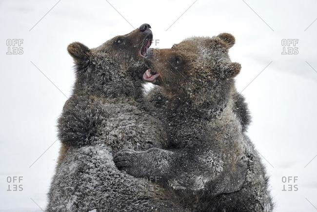 European Brown Bear (Ursus arctos) cubs wrestling in the snow, Bavarian Forest National Park, Germany, Europe