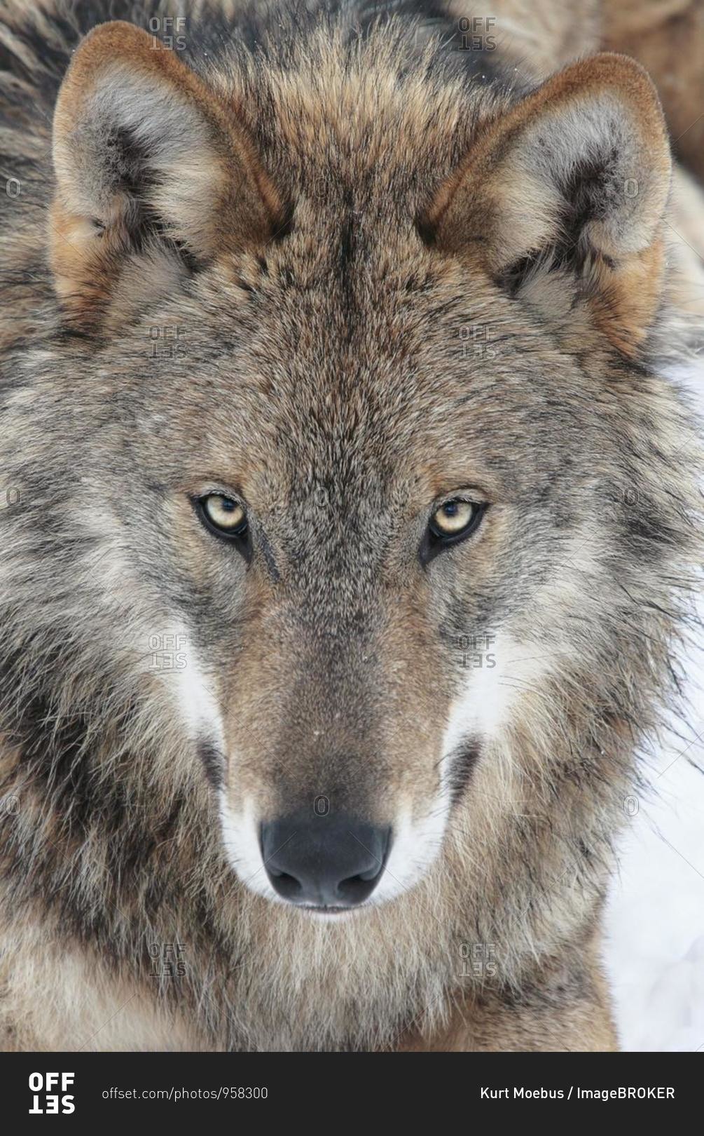 Wolf (Canis lupus), portrait