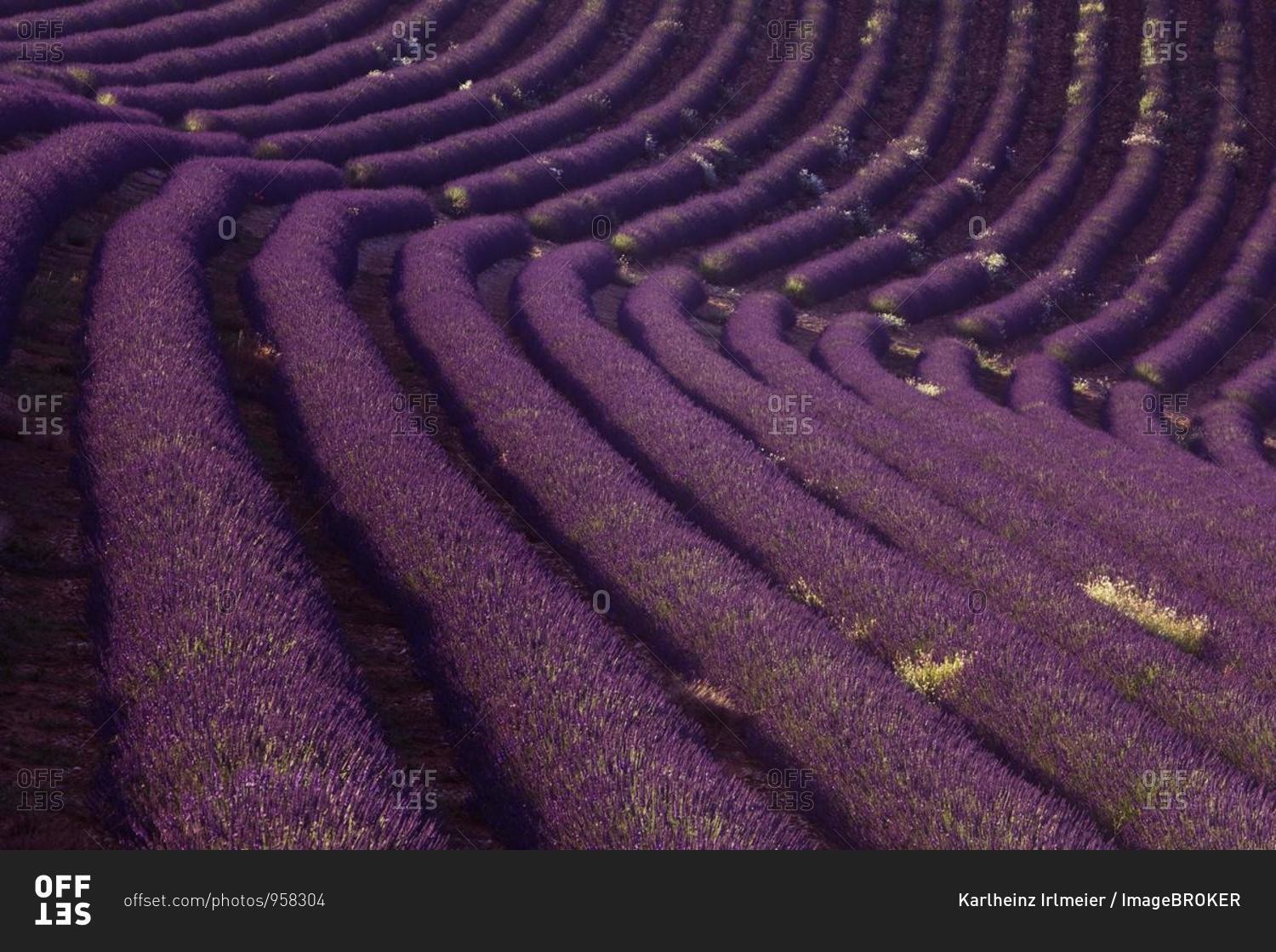 Lavender field (Lavandula angustifolia), Plateau de Valensole, Departement Alpes-de-Haute-Provence, France, Europe