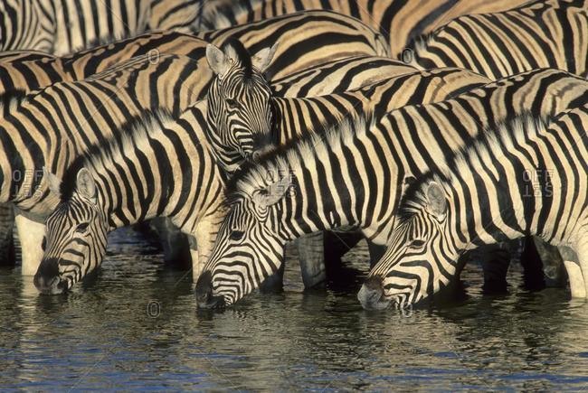 mountain zebra national park stock photos - OFFSET