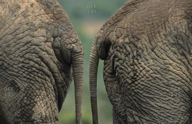 African elephants (Loxodonta africana), bottoms, Addo National Park, South Africa, Africa