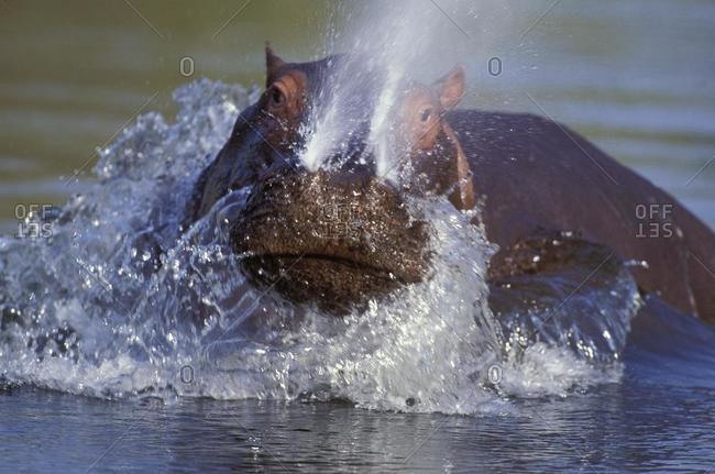Hippo (Hippopotamus amphibius), aggression display, Kruger National Park, South Africa, Africa