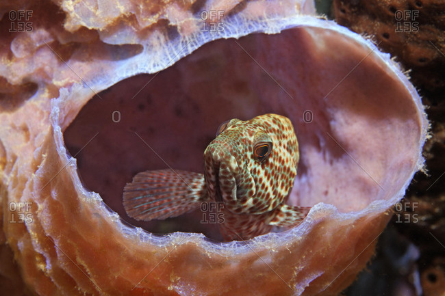 Grasby (Epinephelus cruentatus), hiding in sponge, juvenile, Saint Lucia, St. Lucia Island, Windward Islands, Lesser Antilles, Caribbean, Caribbean Sea, Central America