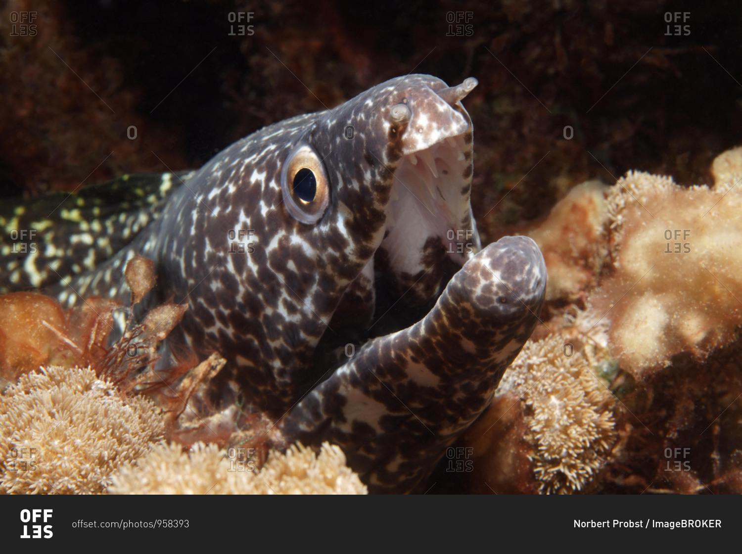 Spotted Moray (Gymnothorax moringo), looking out of hideaway in coral reef, aggressive gesture, Saint Lucia, St. Lucia Island, Windward Islands, Lesser Antilles, Caribbean, Caribbean Sea, Central America