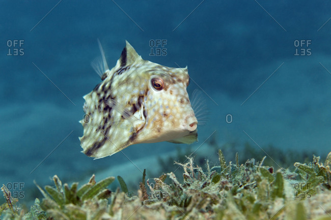 Humpback Turretfish (Tetrosomus gibbosus) above sea weed, Hashemite Kingdom of Jordan, JK, Red Sea, Western Asia