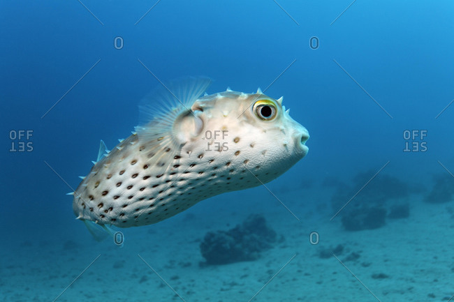 Yellow-spotted Burrfish (Chilomycterus spilostylus), Makadi Bay, Hurghada, Egypt, Red Sea, Africa