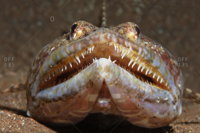 Atlantic lizardfish (Synodus synodus), on sandy ground, Madeira, Portugal, Europe, Atlantic, Ocean, Europe