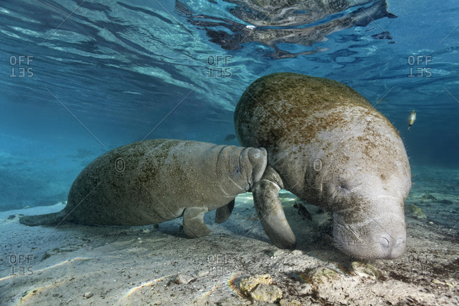 West Indian manatee or sea cow (Trichechus manatus), mother, cow feeding young calf, Three Sisters Springs, Crystal River, Florida, USA, North America