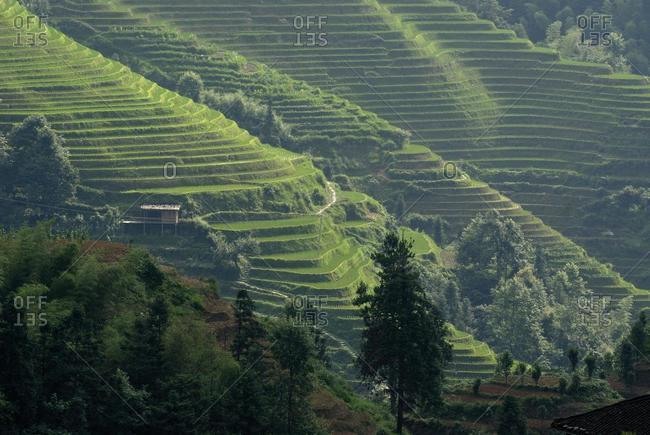 The world-famous rice terraces of Longji "Backbone of the Dragon" or "Vertebra of the Dragon" for paddy cultivation, Dazhai, Ping'an, Guilin, Longsheng, Guangxi, China, Asia