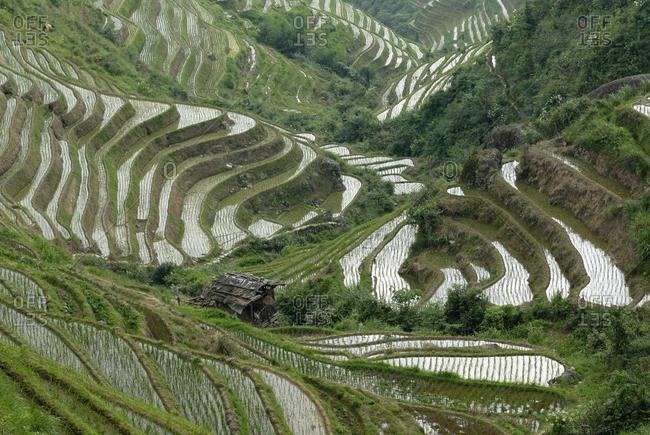 World-famous rice terraces of Longji "Backbone of the Dragon" or "Vertebra of the Dragon" for paddy cultivation, Dazhai, Ping'an, Guilin, Longsheng, Guangxi, China, Asia