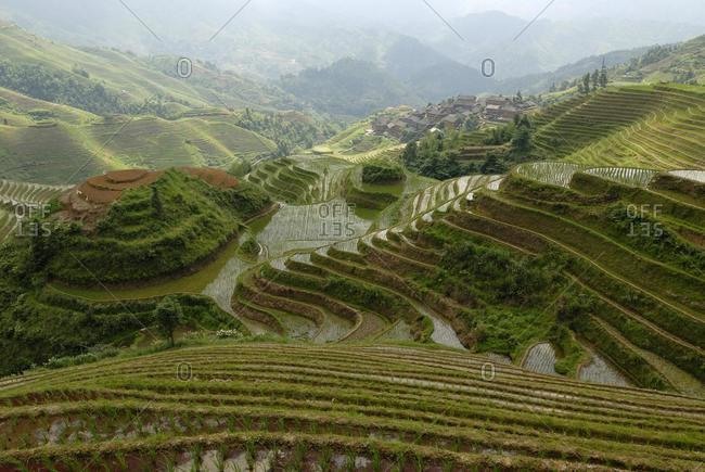 World-famous rice terraces of Longji \
