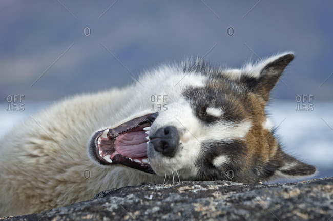 Husky, Tasiilaq, also known as Ammassalik, East Greenland, Greenland, North America