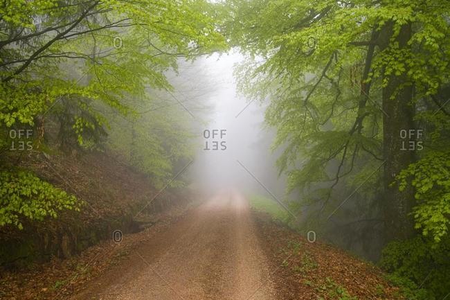 Foggy forest road in spring after a rain near the Mooskopf in Gengenbach, Black Forest, Baden-Wuerttemberg, Germany, Europe