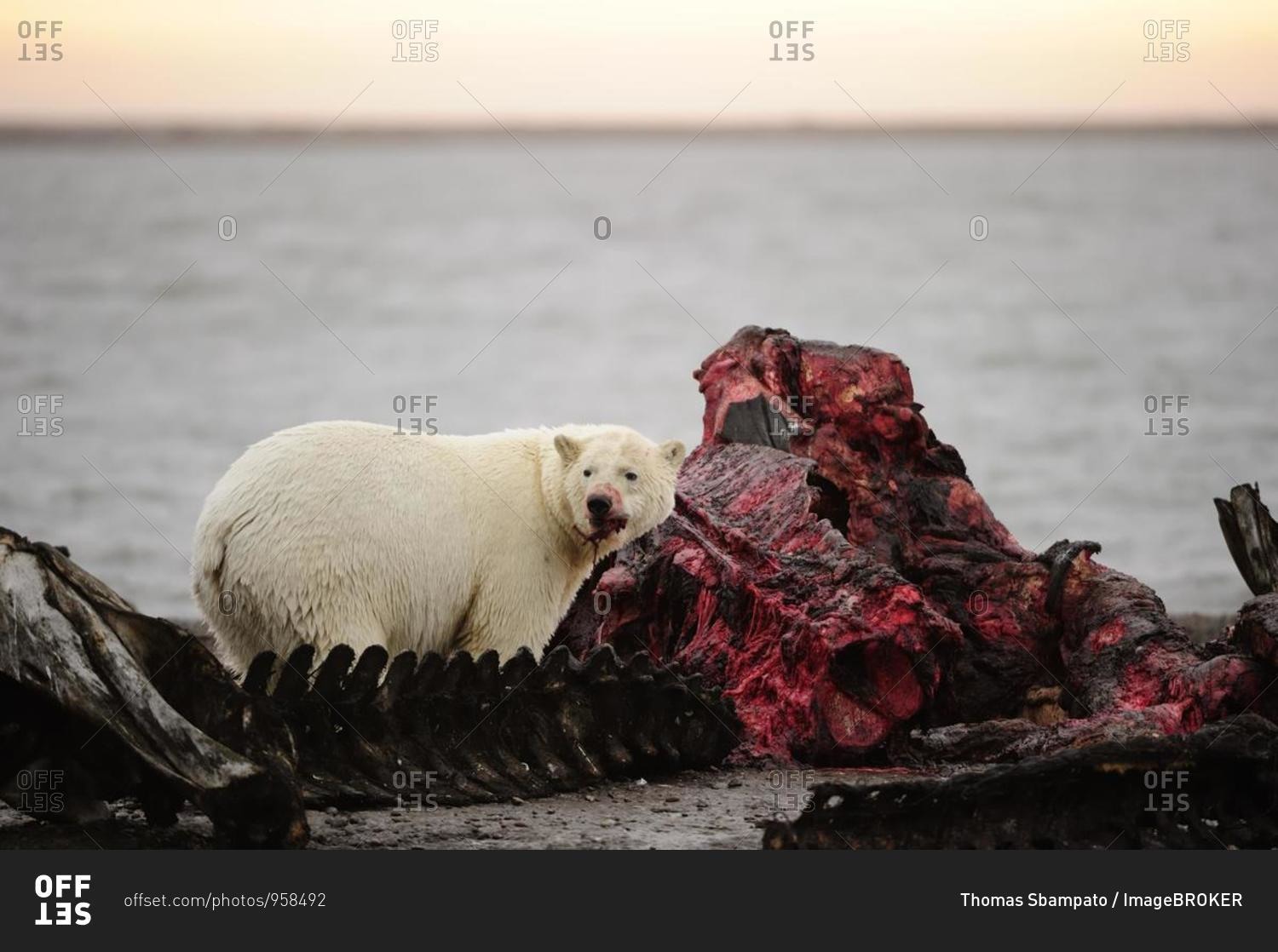 Polar bear (Ursus maritimus) feeding on the remains of a whale, Kaktovik, North Slope, Beaufort Sea, Alaska, USA, America, North America