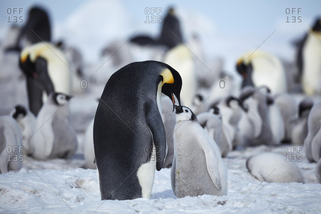 Emperor penguins (Aptenodytes forsteri), adult animal feeds chicks, penguin colony, Snow Hill Island, Weddell Sea, Antarctica