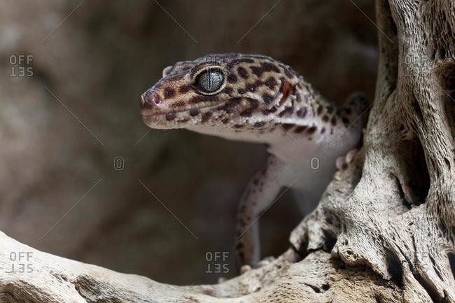 Leopard Gecko (Eublepharis macular) - Offset