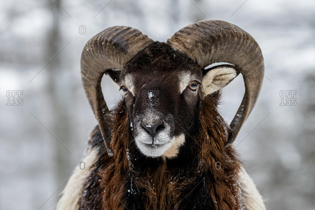 European mouflon (Ovis orientalis musimon), Aries stands in the snow, animal portrait, Vulkaneifel, Rhineland-Palatinate, Germany, Europe