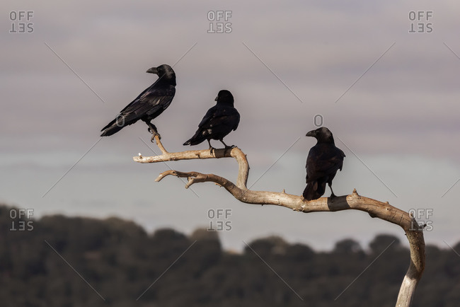 Low angle of flock of black crow birds sitting on dry leafless branch of tree against cloudy sky in countryside