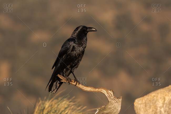 Black crow bird sitting on dry leafless branch of tree against cloudy sky in countryside