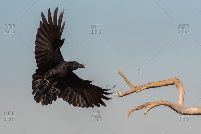 Low angle of wild black raven flying over dry tree branch against gray sky