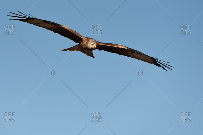 From below wild hawk flying in blue sky and hunting on sunny day in nature