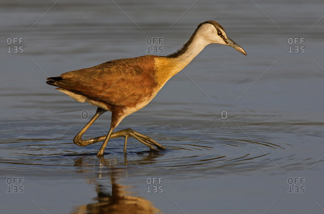 African jacana hunting in lake, side view, Kruger National park, South Africa