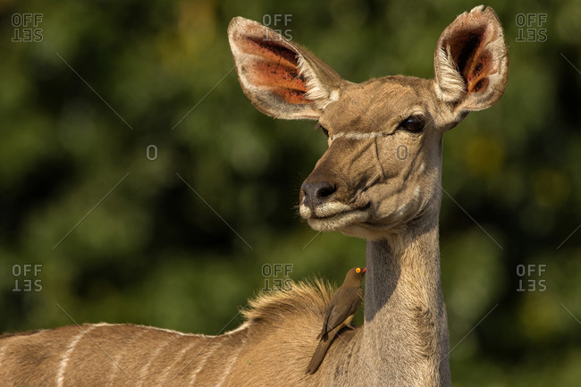 Kudu looking over it's shoulder, side view, Kruger National Park, South Africa