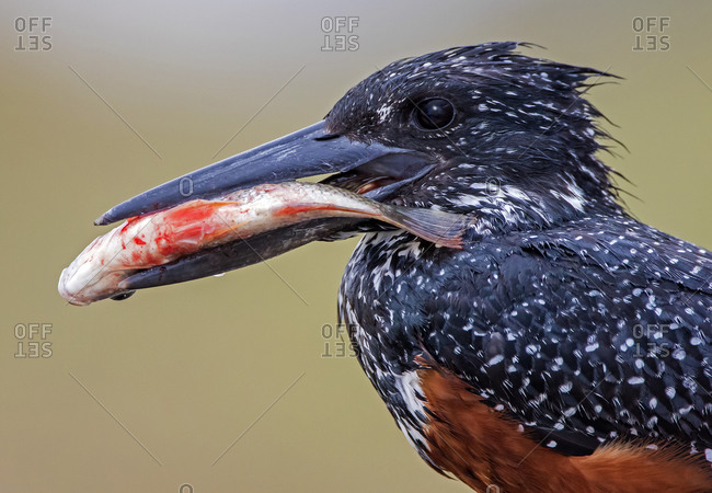 Giant kingfisher with fish in it's beak, side view, Kruger National Park, South Africa