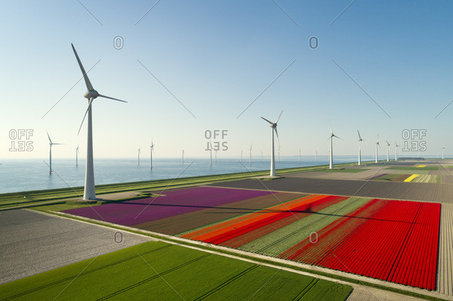 Windfarms both on and offshore, blossoming bulb fields in polder, Urk, Flevoland, Netherlands