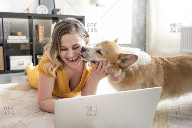 Happy woman using laptop in living room at home with dog licking over her face