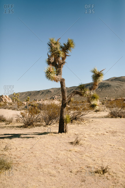 View of sandy desert terrain with dry grass cactuses and rough stones below amazing clear blue sky in sunlight in California