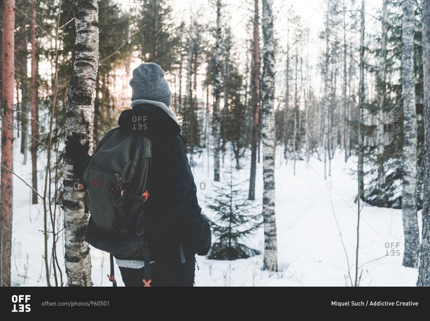 Back view of unrecognizable female traveler in warm outerwear and backpack standing contemplating landscape on snowy path among snow covered spruce trees in winter day in Finland