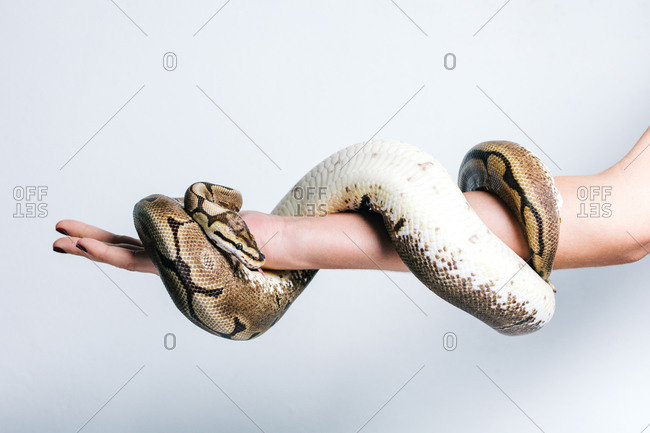 snake wraps coils around women
