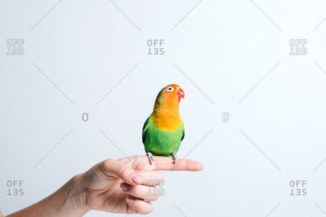 parrot white stock photos - OFFSET