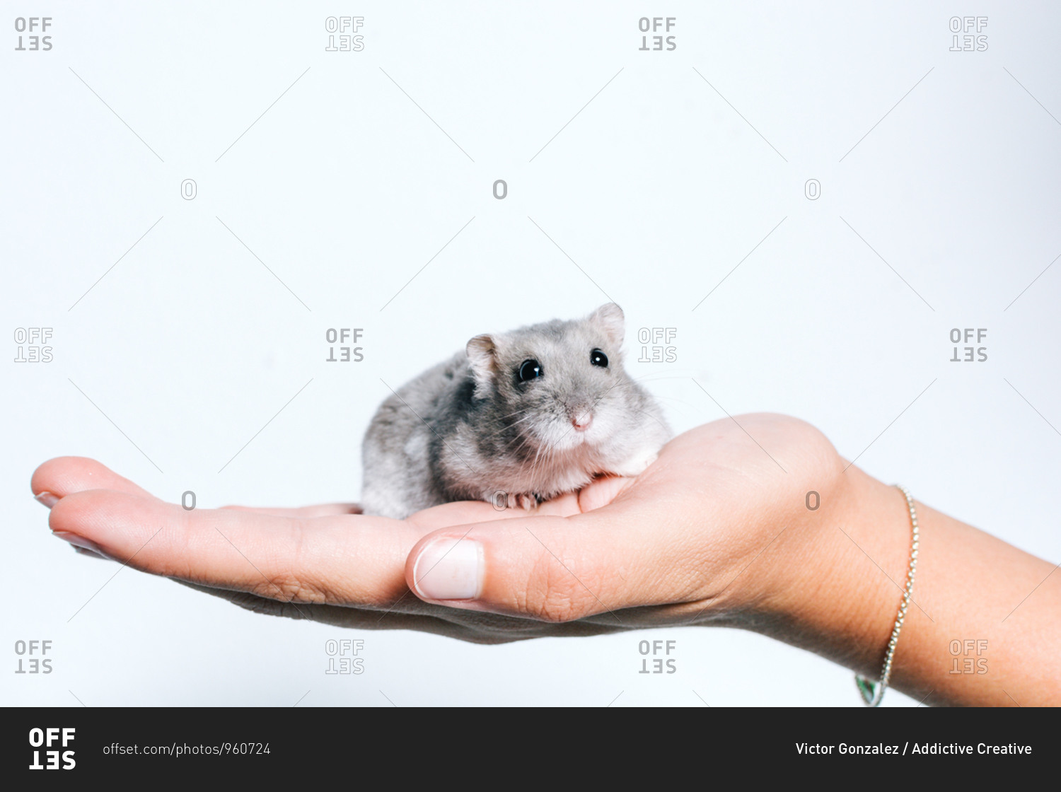 Crop anonymous female holding cute little gray guinea pig against white background