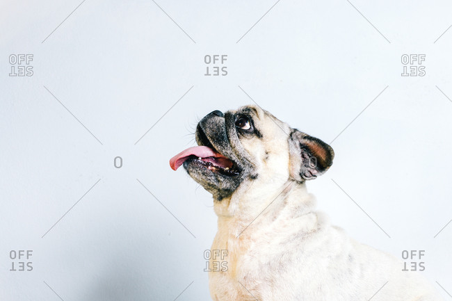 Funny adorable pedigreed Pug dog with tongue out sitting against white background