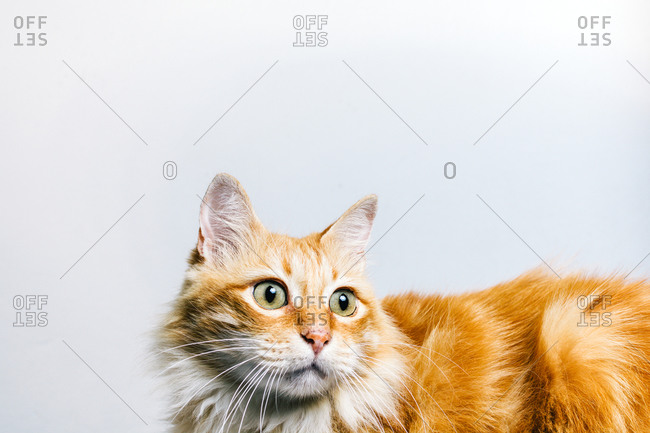 Cute fluffy tabby ginger cat looking away frighteningly isolated on white background